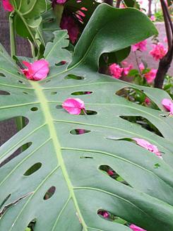 高速连拍便携长焦优秀理光CX1详尽评测(13)