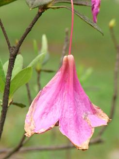 高速连拍便携长焦优秀理光CX1详尽评测(13)