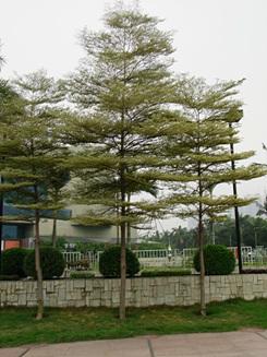 高速连拍便携长焦优秀理光CX1详尽评测(13)