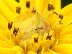 高速连拍便携长焦优秀理光CX1详尽评测(5)