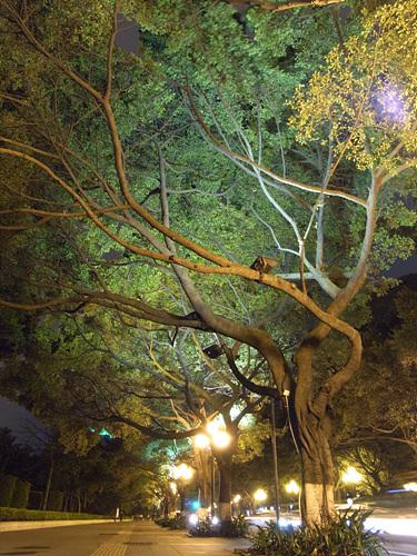 高速连拍便携长焦优秀理光CX1详尽评测(12)