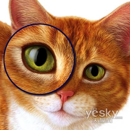 Photoshop教程:手绘一只漂亮的猫(2)_软件学园