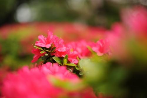 尼康适马蔡司三支50mmF1.4标准头对比(4)