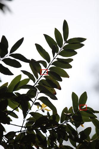 搭配家用长焦相机 佳能70-200mm镜头评测(3)