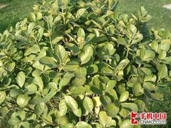 王者的巅峰对决三星i9000挑战iPhone4(7)