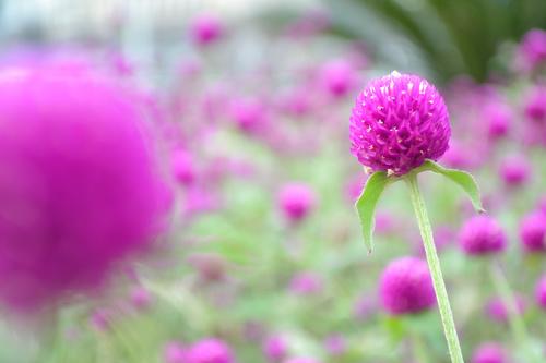 ���ŵ���PK�῵D3100/����550D�Ա�����(7)