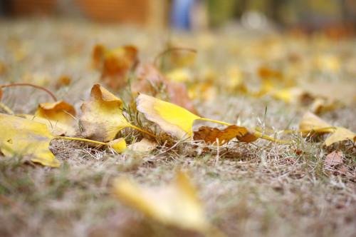 秋日萧瑟不能阻挡宾得K-r的浓烈色彩