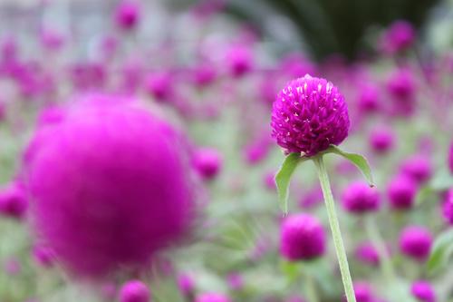 ���ŵ������῵D3100/����550D�Ա�����(5)