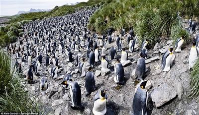 25万帝企鹅共同鸣叫:声音震耳欲聋_科学探索