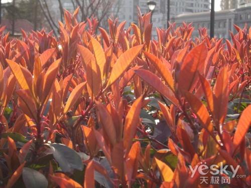 平凡又朴素性能依旧尼康L23详细评测(12)