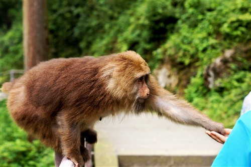 四川峨眉山游记：最霸道最无赖的猴子