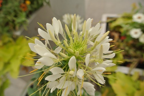 小身材也有高画质 尼康J1微单相机评测(10)_数