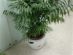 刀锋进化锋芒尽显摩托罗拉MT917评测(9)