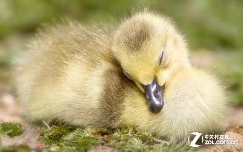 微软官方发布最新Win7桌面主题:小鸭子_软件