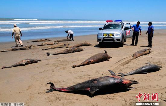 近千海豚秘鲁海岸神秘死亡 调查称死因成谜(图