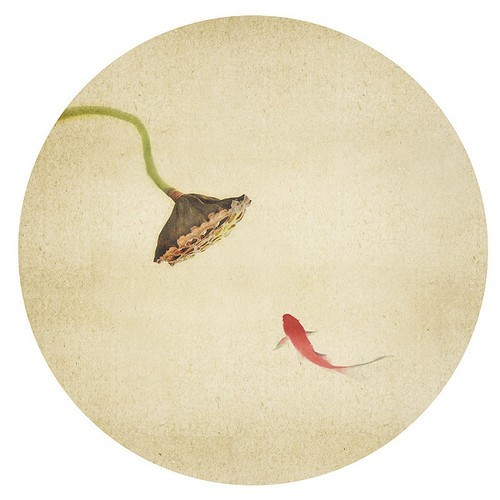 摄影师秘籍 创意风格荷花拍摄及制作技巧(3)_数