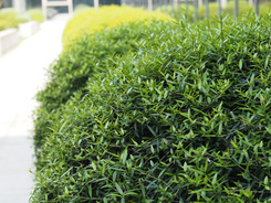 M4/3С�����񾵰��ְ�˹45mm/F1.8����