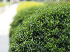 M4/3С�����񾵰��ְ�˹45mm/F1.8����