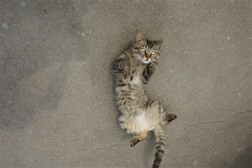 最便携的专业备机索尼黑卡RX100解析(2)