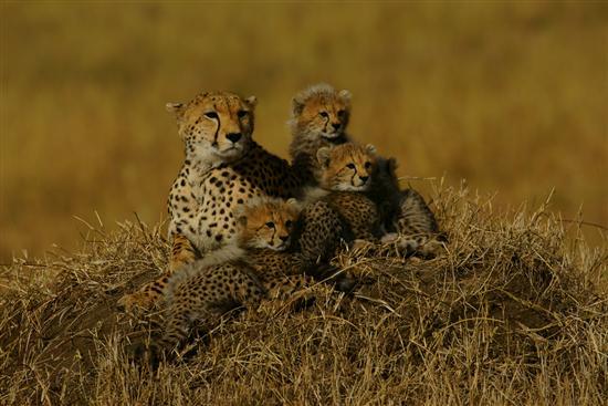 索尼A99\/尼康D800\/佳能5DIII对比点评_数码