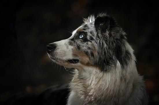 他们具有看家护院的才能