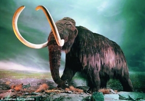 灭绝猛犸象有望重返地球？