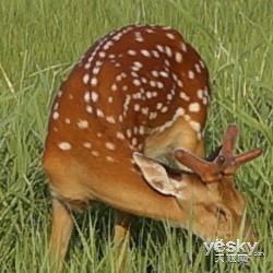 35mm���ر���� ����ȫ�����ڿ�™RX1R����