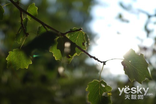 35mm给特别的你 索尼全画幅黑卡™RX1R评测