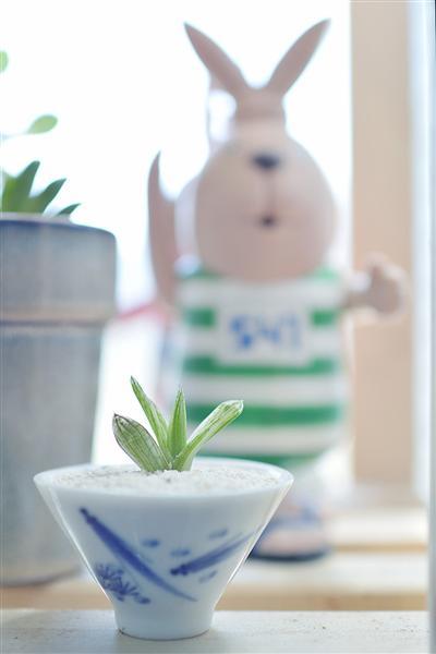 记录生活中的花花草草尼康D3200体验