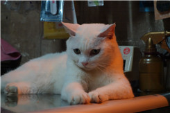 �ڿ�����΢���¾�����RX100�Ա�NEX5R