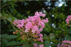 �ڿ�����΢���¾�����RX100�Ա�NEX5R