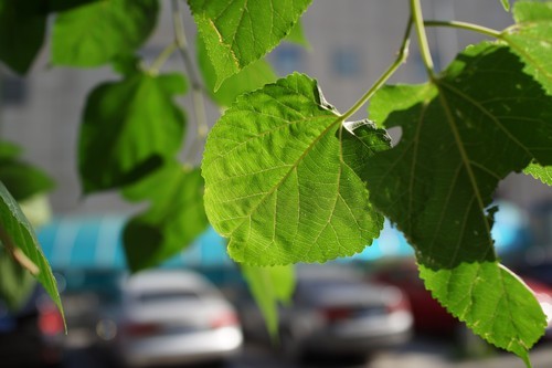 锐度更高细节更美 索尼黑卡RX1R评测