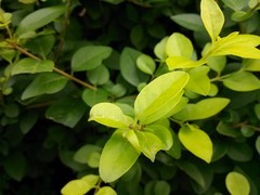 尖Phone:极客/发烧 中兴GEEK对比小米2S 