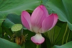 ��Ӱʦ��������������RX1R��ϸ����(5)