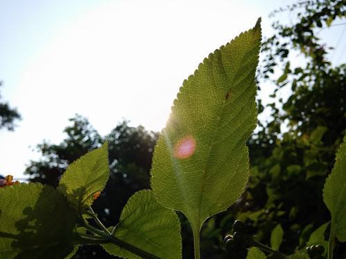 发烧的巨兽骁龙800芯LGOptimusG2评测