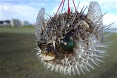 主流高效卡片相机索尼RX100值得拥有