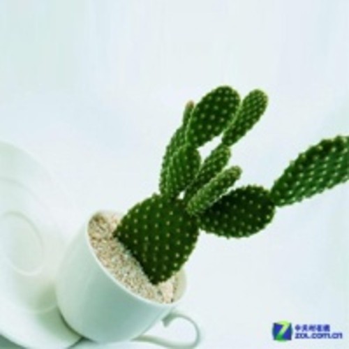 洗脸+仙人掌就能防电脑辐射?不靠谱!