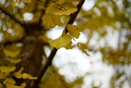 进击的全画幅尼康D610单反相机测试(5)