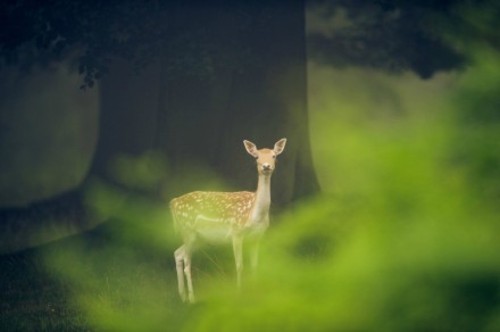 森林清晨的微光 童话系意境摄影作品赏