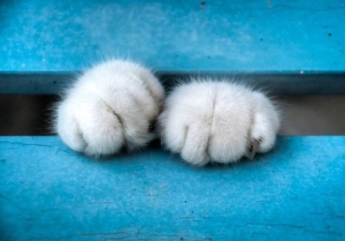 喵星人的小爪子 萌死你的高清摄影图赏_数码_新浪科技_新浪网