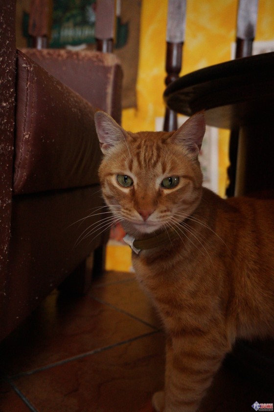 叫板无反最快对焦 索尼微单A6000评测