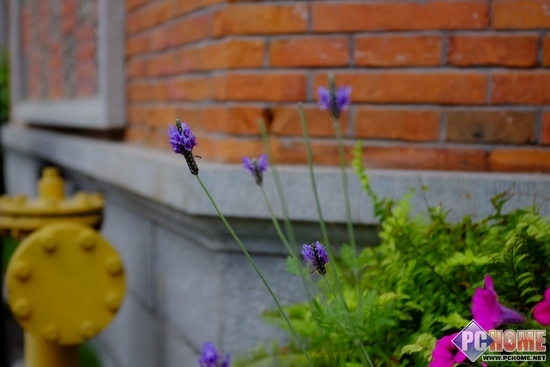 体尝雨后清新 富士tcl-x100镜头评测(2)