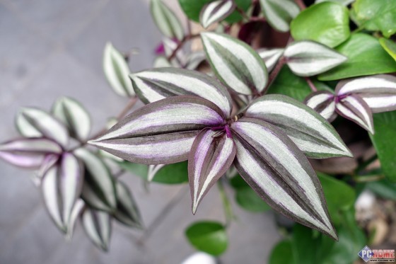 大火翻烘眼界全开索尼RX100M3深度评测(10)