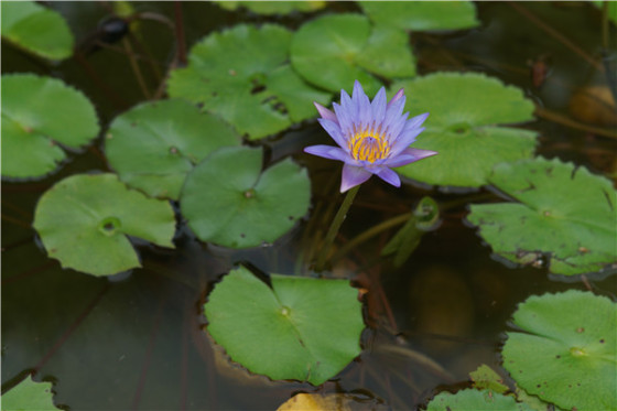 佳能70D\/尼康D7100\/索尼A77II大决战|佳能|索尼