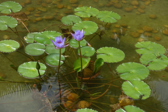 无可挑剔的卡片相机索尼RX100III评测(6)