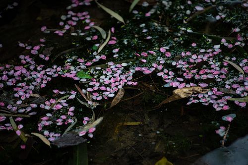 牛机就搭牛镜超高画质尼康D810配镜指南(8)