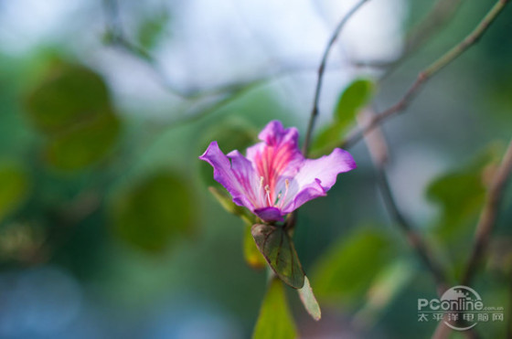 ţ���ʹ�ţ�����߻����῵D810�侵ָ��(4)