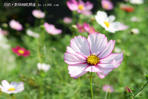 ����G7 Xʵ������