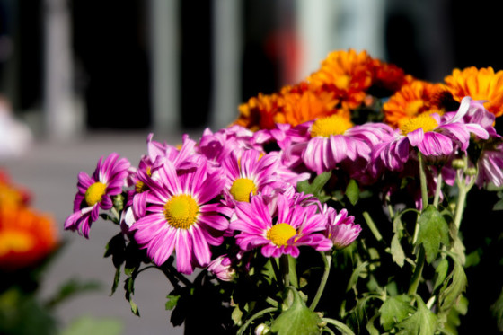 单反之强+DC之巧佳能G1XMarkII全解析