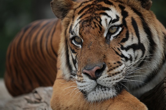 16年积淀下的传承佳能新100-400mm镜头点评